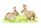 Couple of cute bunnies on the green grass. Watercolor hand drawn illustration. Little fuzzy farm animals. Small rabbits