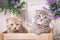 Couple of cute cats in a wooden box. Lavender flowers in the background