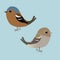 A couple of cute chaffinches
