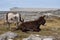 Couple of cute donkey on a rough stone surface. Inishmore, Aran island, Ireland. Tough stone terrain, popular travel area with