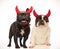 Couple of cute french bulldogs celebrating halloween dressed as