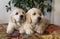 Couple of cute golden retriever puppies lying down portrait