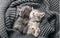 Couple cute kittens in love sleeping on gray soft knitted blanket. Cats rest napping on bed have sweet dreams. Feline love