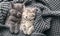 Couple cute kittens in love sleeping on gray soft knitted blanket. Cats rest napping on bed have sweet dreams. Feline love