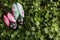 A Couple of Cute Painted Love Bug Rocks on a Background of Green Creeping Thyme Plant