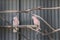 Couple of cute pink parrots sitting on wood together