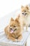 Couple cute pomeranian dogs