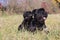 Couple of cute puppy and old dog of Giant Black Schnauzer