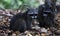 Couple of cute raccoon in the jungle of Costa Rica waiting for food