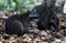 Couple of cute raccoon in the jungle of Costa Rica waiting for food