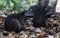 Couple of cute raccoon in the jungle of Costa Rica waiting for food