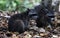 Couple of cute raccoon in the jungle of Costa Rica waiting for food