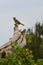 Couple of D`Arnaud`s Barbet in Serengeti national Park in Tanzania Africa