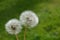 Couple of dandelion seeds, close up