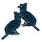 Couple dark harpy bird in profile vector illustration