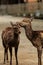 Couple deer at Kasuga taisha shrine , Nara in Japan