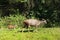 Couple Deers in Khao Yai National park, Thailand