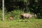 Couple Deers in Khao Yai National park, Thailand