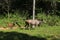 Couple Deers in Khao Yai National park, Thailand