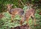 A couple of dik-dik antelopes, in Tanzania, Africa