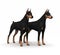 Couple Doberman Protection