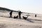 Couple with dogs at Ameland Island, Holland