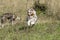 Couple of dogs, blue merle Australian shepherd puppy dog and half-breed pitbull dog, run on the meadow of the Praglia