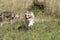 Couple of dogs, blue merle Australian shepherd puppy dog and half-breed pitbull dog, run on the meadow of the Praglia