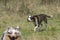 Couple of dogs, blue merle Australian shepherd puppy dog and half-breed pitbull dog, run on the meadow of the Praglia