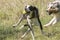 Couple of dogs, blue merle Australian shepherd puppy dog and half-breed pitbull dog, run on the meadow of the Praglia