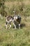 Couple of dogs, blue merle Australian shepherd puppy dog and half-breed pitbull dog, run on the meadow of the Praglia