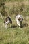 Couple of dogs, blue merle Australian shepherd puppy dog and half-breed pitbull dog, run on the meadow of the Praglia