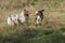 Couple of dogs, blue merle Australian shepherd puppy dog and half-breed pitbull dog, run on the meadow of the Praglia