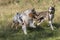 Couple of dogs, blue merle Australian shepherd puppy dog and half-breed pitbull dog, run on the meadow of the Praglia