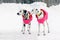 Couple dogs Dalmatians wearing pink jacket