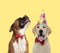 Couple of dogs howling in pain and wearing bowtie