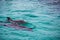 Couple of dolphins swimming at the surface of crystal clear tropical ocean water