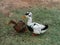 A couple of domestic ducks, drake and duck with a tufted