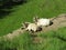 Couple of domestic goats laying in the green grass.