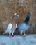 Couple domestic pigeons, one of them has an earring. Pigeons have ring on their feet showing their information