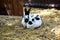 A couple of domestic rabbits latin Oryctolagus cuniculussitting on straw