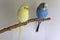 Couple of domestic wavy parrots sit on a branch