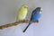 Couple of domestic wavy parrots sit on a branch