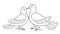 Couple of doves kissing - countour vector illustration