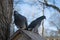 Couple of doves sitting on the bird manger during winter season in park