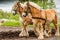 A couple of draft horses plowing the land