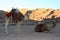 Couple of dromedaries in Petra at sunset, Jordan