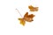 Couple of dry brown maple fallen leaves isolated on white. Transparent png in the additional file.