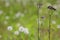 A couple of dry defoliated plants from sunflower family Asteraceae or Compositae on a greenish-brown blurry field-meadow