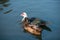 Couple duck floating on the water,selective focus point on white